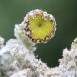Heliocauta atlantica