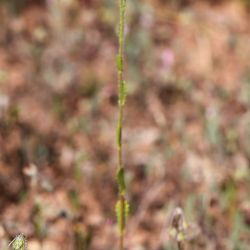 Heteranthemis viscidehirta