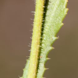 Heteranthemis viscidehirta