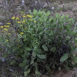 Heterotheca subaxillaris