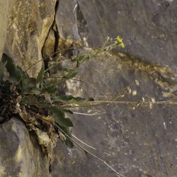 Hieracium amplexicaule subsp. atlanticum