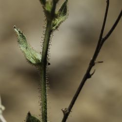 Hieracium amplexicaule subsp. atlanticum