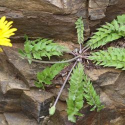 Hyoseris radiata