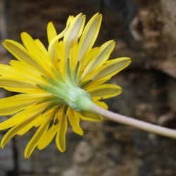 Hyoseris radiata