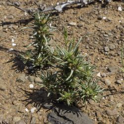 Ifloga spicata