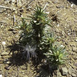 Ifloga spicata