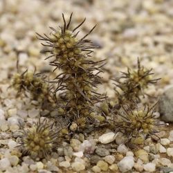 Ifloga spicata
