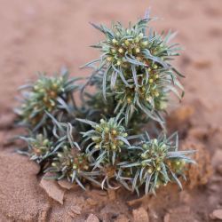 Ifloga spicata