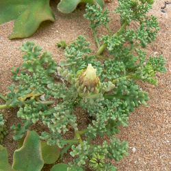 Ismelia carinata