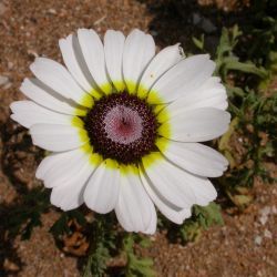 Ismelia carinata