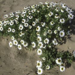 Ismelia carinata