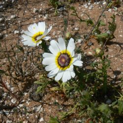 Ismelia carinata