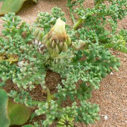 Ismelia carinata