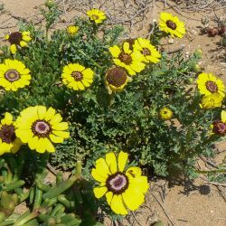 Ismelia carinata