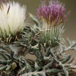 Jurinea humilis