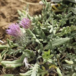 Jurinea humilis