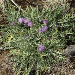 Jurinea humilis