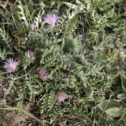 Jurinea humilis