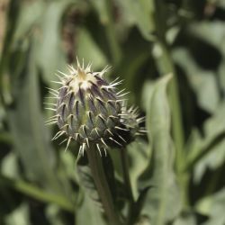 Klasea flavescens subsp. mucronata