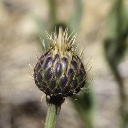 Klasea flavescens subsp. mucronata