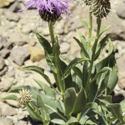 Klasea flavescens subsp. mucronata