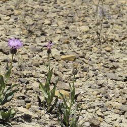 Klasea flavescens subsp. mucronata