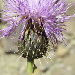 Klasea flavescens subsp. mucronata