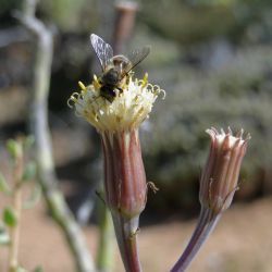 Kleinia anteuphorbium