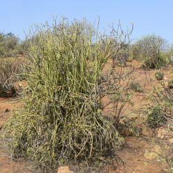 Kleinia anteuphorbium
