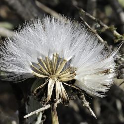 Kleinia anteuphorbium