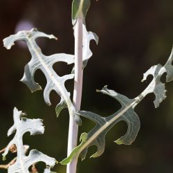 Lactuca serriola