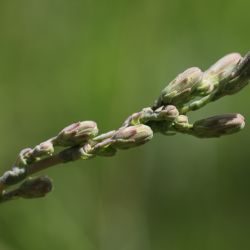 Lactuca serriola