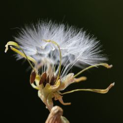 Lactuca serriola
