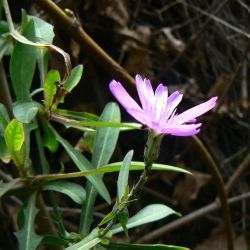 Lactuca tenerrima