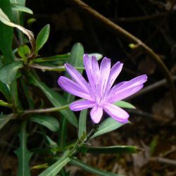 Lactuca tenerrima