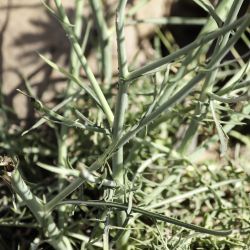 Lactuca tenerrima