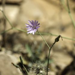 Lactuca tenerrima