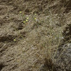 Lactuca viminea