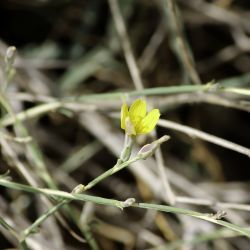 Lactuca viminea