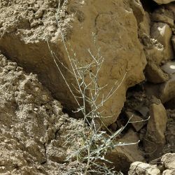 Lactuca viminea