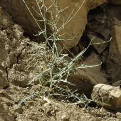 Lactuca viminea