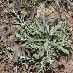 Laphangium luteoalbum