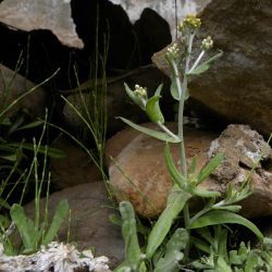 Laphangium luteoalbum