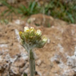 Laphangium luteoalbum