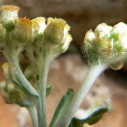 Laphangium luteoalbum