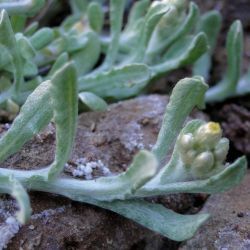 Asteraceae