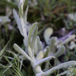 Laphangium luteoalbum