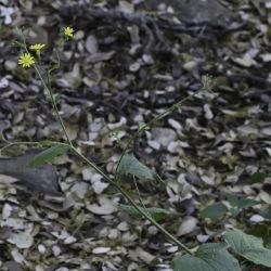 Lapsana communis subsp. macrocarpa