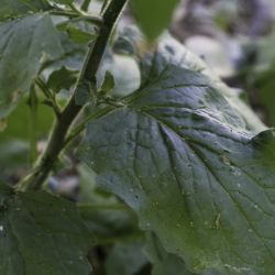 Lapsana communis subsp. macrocarpa