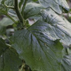 Lapsana communis subsp. macrocarpa